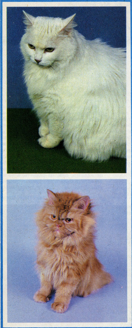 Персидские кошки [1991 - - Альманах: Ваши верные друзья. Выпуск 1]