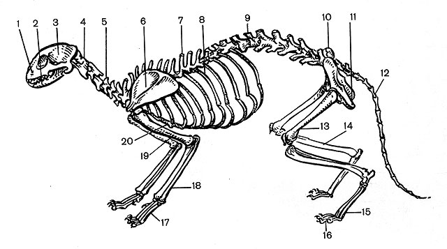 Рис. 1. Анатомическое строение костной системы: 1 - лицевая часть; 2 - нижняя челюсть; 3 - черепная часть; 4 - первый шейный позвонок; 5 - шейные позвонки; 6 - лопатка; 7 - грудные позвонки; 8 - ребра; 9 - поясничные позвонки; 10 - крестец; 11 - таз; 12 - хвостовые позвонки; 13 - бедренная кость; 14 - большеберцовая и малая берцовая кости; 15 - плюсна; 16 - пальцы (лапа); 17 - пясть; 18 - лучевая и локтевая кости; 19 - плечевая кость; 20 - грудная кость