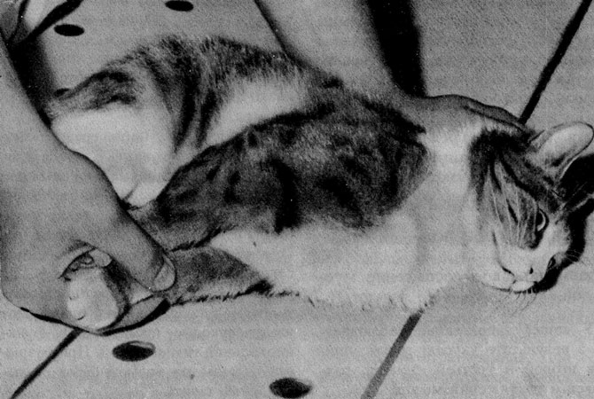 Рис. 25. Фиксация кошки за затылок и передние конечности
