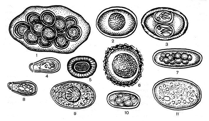 Рис. 35. Яйца гельминтов и ооцисты изоспор: 1 - кокон Dypylidium caninum; 2 - Cystoisospora felis (незрелая ооциста); 3 - Cystoisospora felis (спорулированная ооциста); 4 - Clonorchis sinensis; 5 - Taenia sp.; 6 - Toxocara mystax; 7 - Ancylostoma caninum; 8 - Opisthorchis felineus; 9 - Alaria alata; 10 - Diphyllobothrium latum; 11 - Uncinatia stenocephala