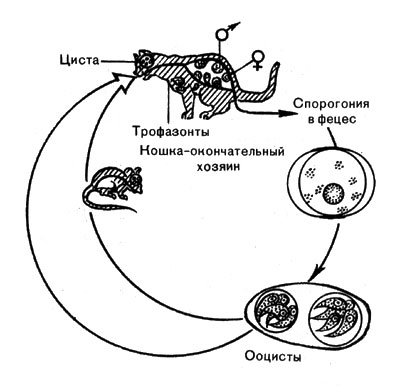 Рис. 38. Цикл развития токсоплазмы (по Фреккелю, 1970)