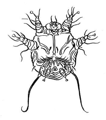 Рис. 39. Возбудитель отодектоза - клещ Otodectes cynotis