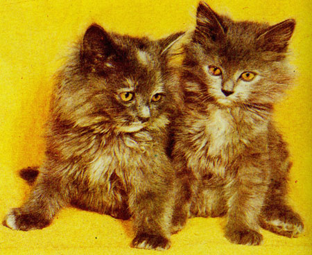 13. Персидские голубые котята