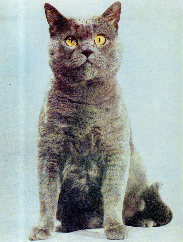 16 F. Картезианская кошка