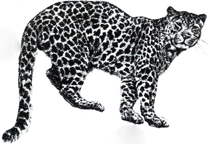 'Леопард - 2,4 м, 90 кг'