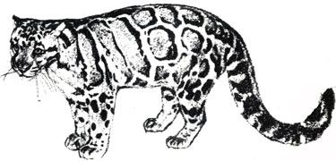 'Дымчатый Леопард - 1,5 м, 22 кг'