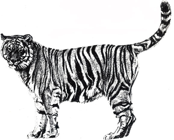 'Амурский тигр - 3,6 м, 320 кг'