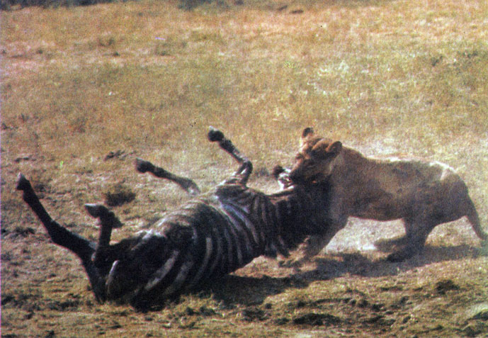 'Опрокинув зебру, львица еще час  потратила, чтобы ее всвалить'