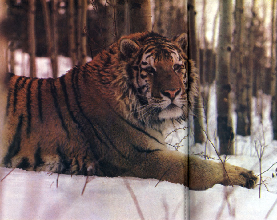 'Амурский тигр'