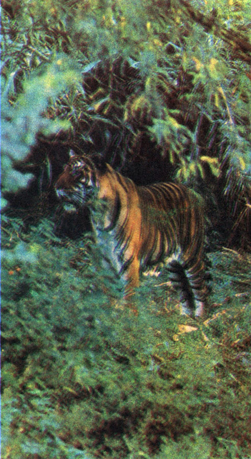 'Бенгальский тигр'