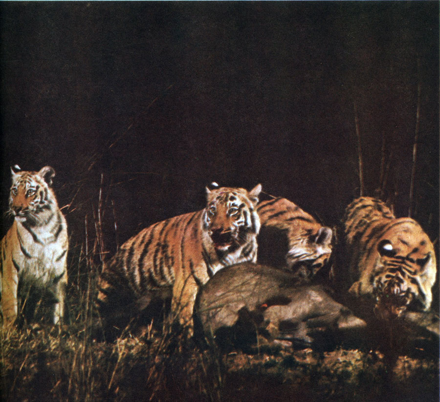 Соблюдение этикета тиграми. 'Мир и согласие'