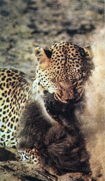 'Леопард сжимая зубы, мгновенно убивает павиана'