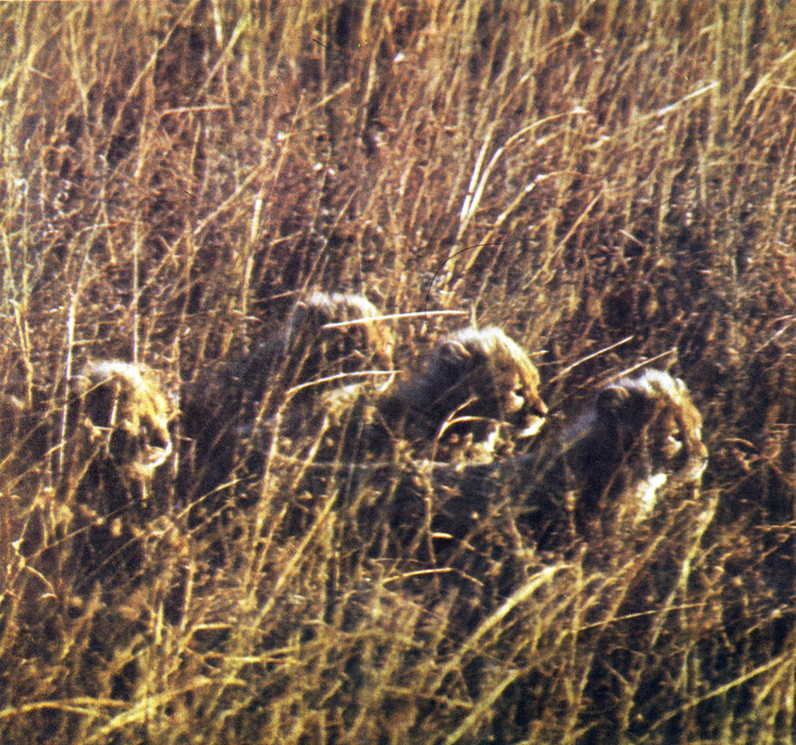 'Четыре гепарда внимательно следят за пасущимся стадом'