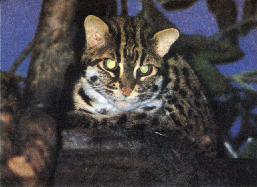 'Леопардовая кошка'