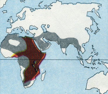 'Гепард некогда обитал в Азии и Африке (штриховка), но теперь сохранился только в Африке (красный цвет). Однако из Азии все еще поступают сообщения об отдельных животных.'