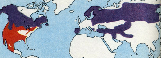 'Рыси (темно-синий цвет) обитают в северных областях земного шара. Подвид испанская рысь встречается на Пиренейском полуострове. Рыжая рысь (красный цвет) водится только в Северной Америке.'