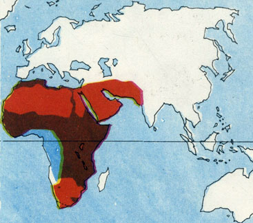 'Сервалы (голубой цвет) обитают в Центральной и Северной Африке, каракалы (красный цвет) - в Африке и Азии.'