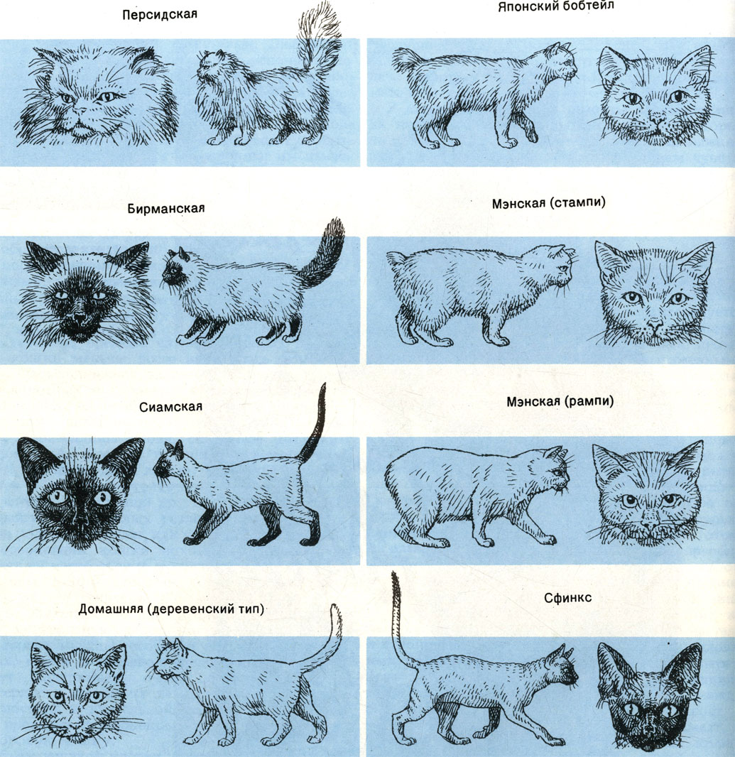 Формы тела кошек различных пород