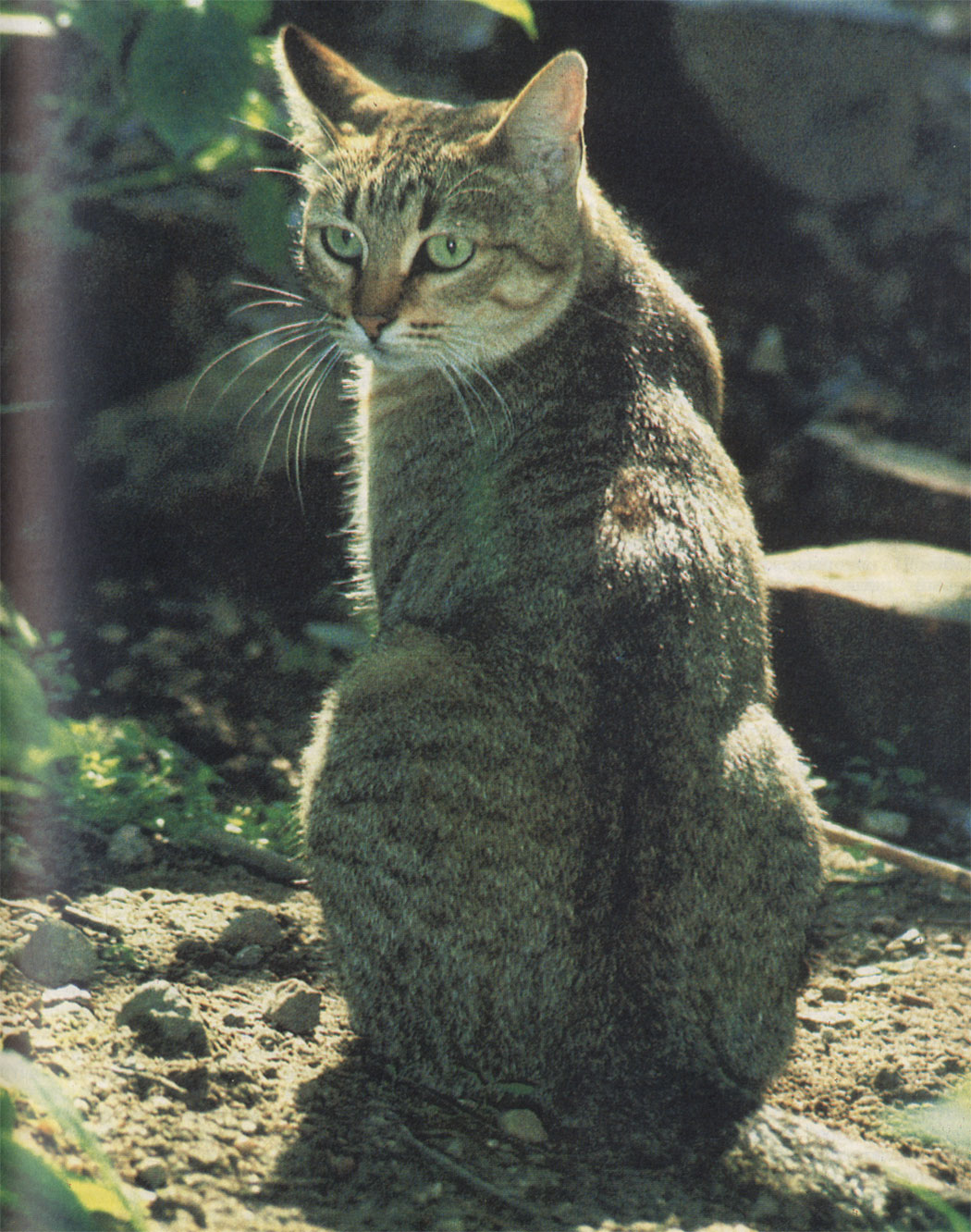 Издавна известны грациозная, узкотелая форма домашней кошки, представленная еще на египетских скульптурах, и коренастая, в значительной мере характеризующая европейскую дикую кошку. Комбинация двух форм являет собой среднесильный тип