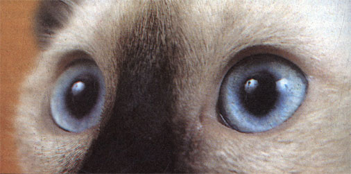 Все эти глаза вашей кошки!