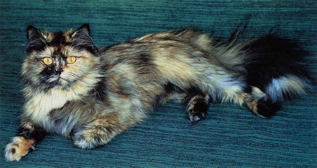 Черепаховый окрас встречается чаще всего у кошек, а если изредка и 'получаются' черепаховые коты, то потомства они, как правило, не дают