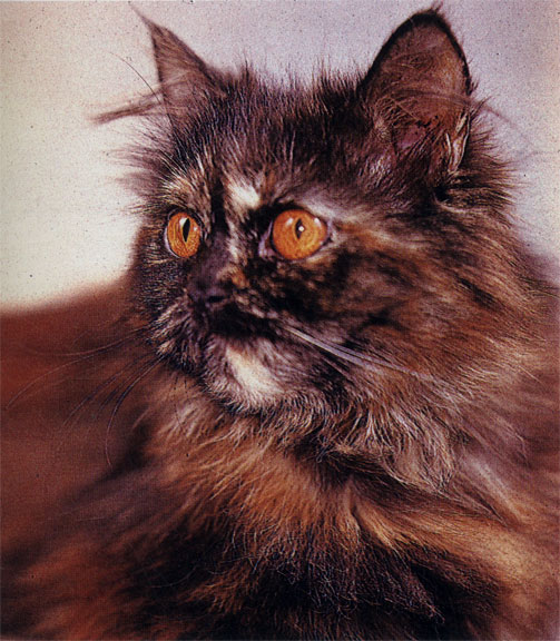 Все основные окрасы персидских кошек можно увидеть и сравнить, выделив лучшие, на всесоюзной выставке