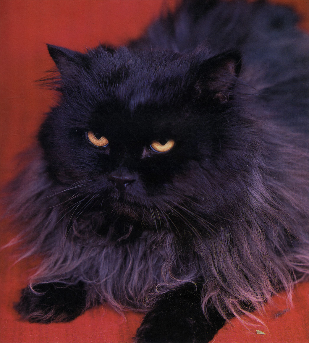 Темный окрас придает персидским кошкам мрачноватый вид. Но внешность бывает обманчива. Как правило, эти животные такие же приветливые, как и короткошерстные собратья