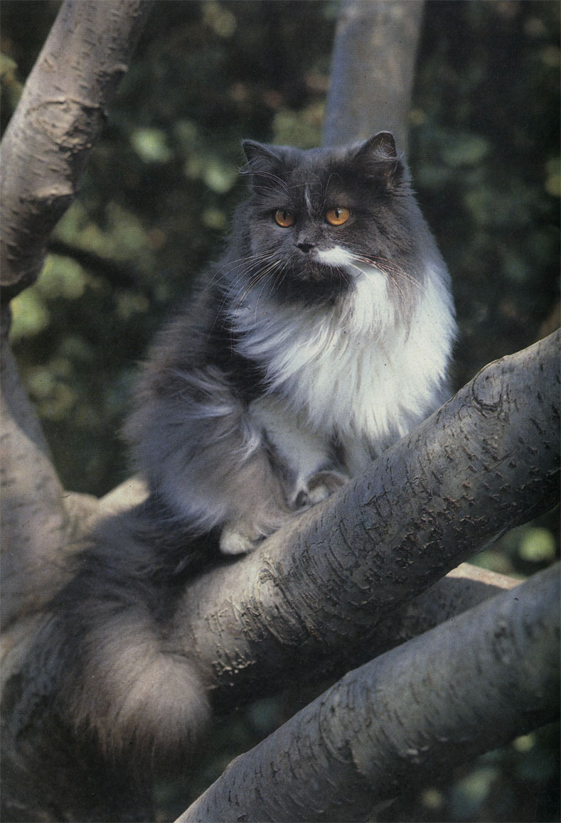 Несмотря на то, что каждая персидская кошка - это ярко выраженная неповторимая 'личность', о ней можно сказать, что она 'самая спокойная леди' среди других породных кошек