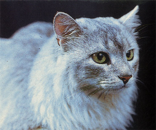 У самых обычных домашних кошек подчас встречаются очень красивые сочетания цвета шерсти и глаз, а также редкий по тональности окрас меха