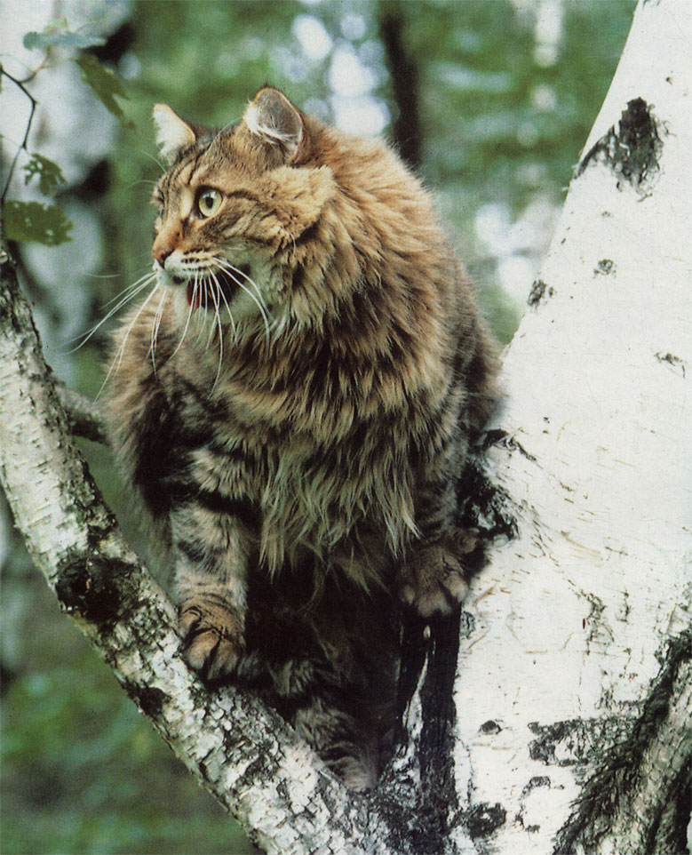 Главное действующее лицо - сибирский кот Мурчик, отчаянно не желавший сниматься