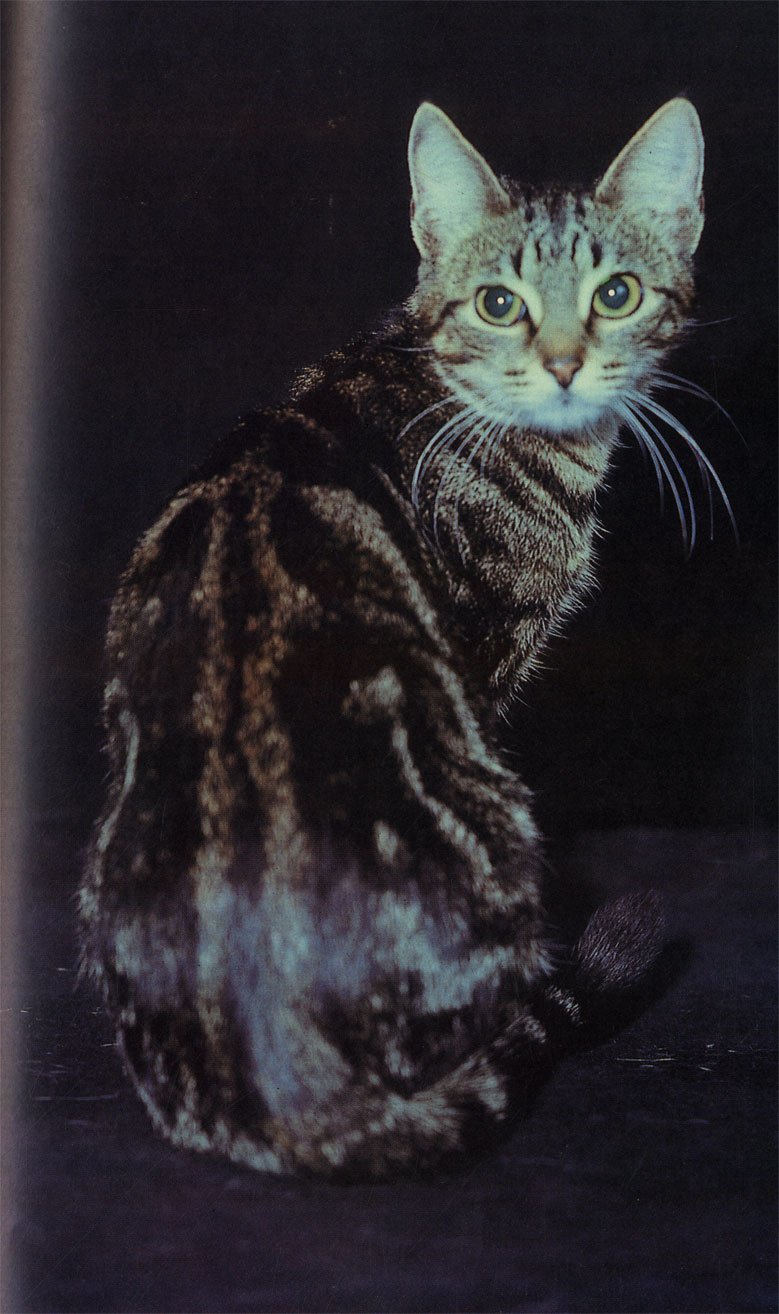 Среди европейских короткошерстных кошек широко распространены нарядные полосатые и пятнистые окрасы