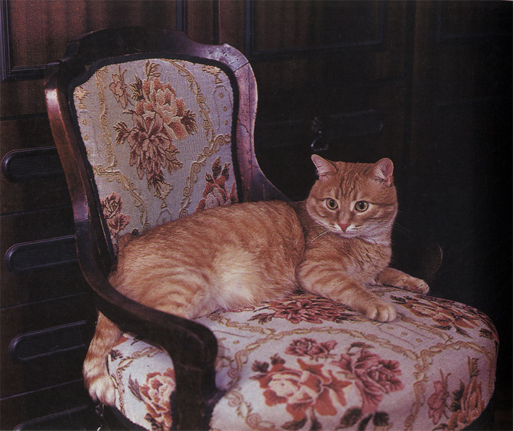 Обязательное требование к британским кошкам - оранжевые или медного оттенка глаза, крупное массивное тело, толстые лапы и хвост