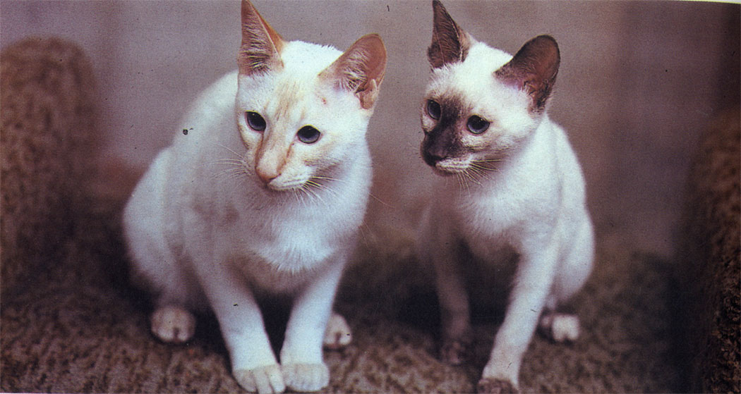 По количеству окрасов сиамские кошки не могут соревноваться с восточными или европейскими короткошерстными