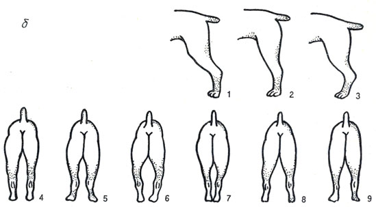 Рис. 3. Постав конечностей: б) задних сбоку: 1 - нормальный; 2 - прямой; 3 - саблистый; сзади: 4 - нормальный; 5 - сближенный в скакательных суставах; 6 - бочкообразный; 7 - узкий; 8 - широкий; 9 - размет задних лап