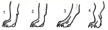 Рис. 4. Форма лап: 1 - круглая (кошачья); 2 - удлиненно-овальная; 3 - узкая (русачья); 4 - распушенная