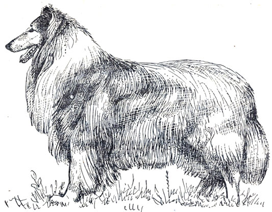 Рис. 32. Колли (шотландская овчарка)