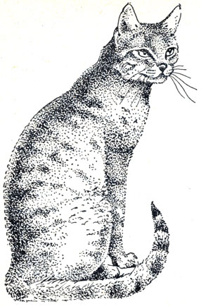 Рис. 61. Североафриканская (ливийская) кошка