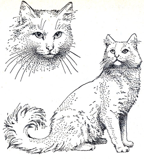 Рис. 65. Турецкая кошка ангора