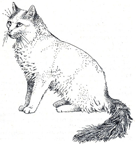Рис. 66. Турецкая кошка-ван