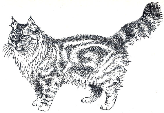 Рис. 68. Мэйнкун (американская енотовая кошка)