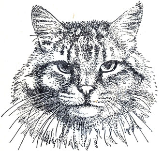 Рис. 71. Сибирская кошка