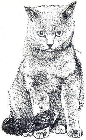 Рис. 77. Картезианская кошка (шартрез)