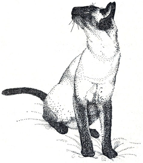 Рис. 83. Сиамская кошка