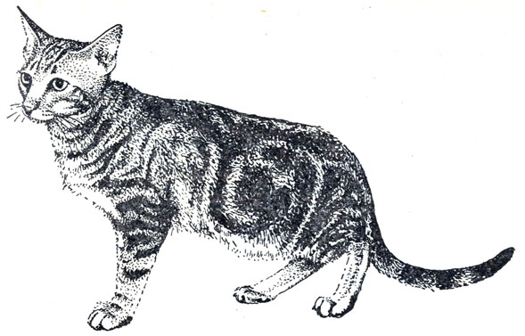 Рис. 84. Ориентальная (восточная) кошка
