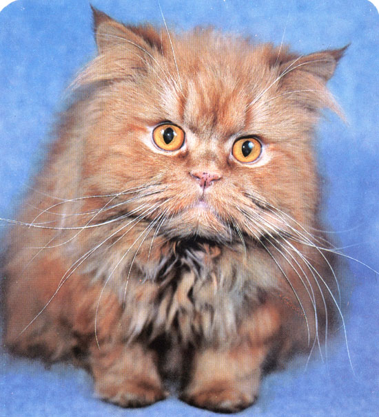 Персидская красная кошка