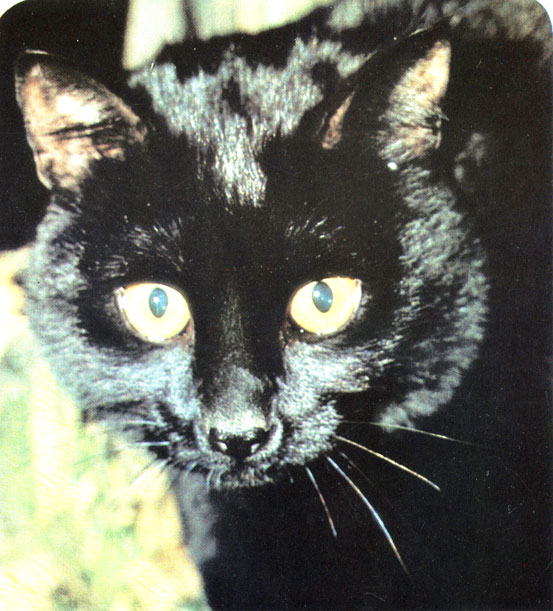 Британская черная кошка