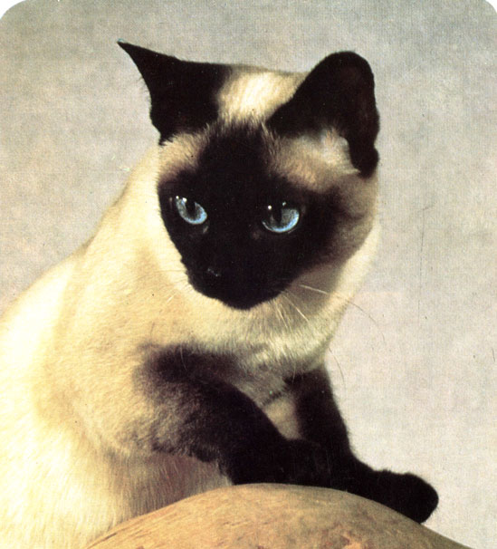 Сиамская кошка силпойнт