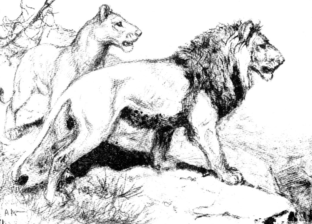 . 34. , Panthera leo Meyer, 1826 (. . . )