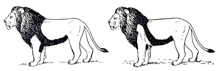 . 39.     () , Panthera leo persica Meyer, no Hemmer, 1967. (    ,  .) (. . . )