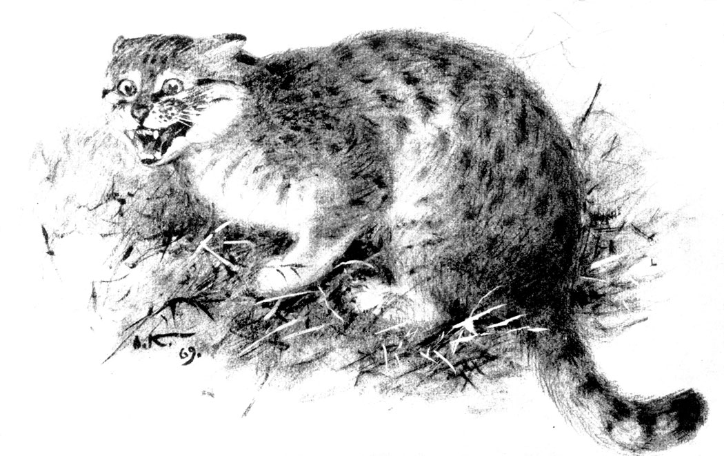 . 193.  , Felis (Felis) silvestris caudata Gray, ( A. H )